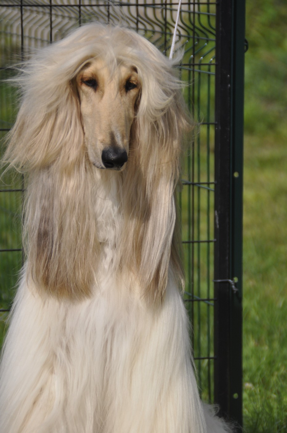 J.ch shadow of dreams Du chemin des dames imperiales