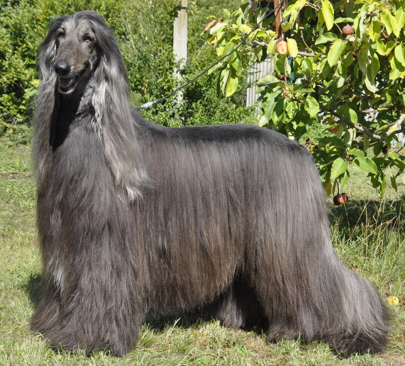 Rhadamanthe Du chemin des dames imperiales