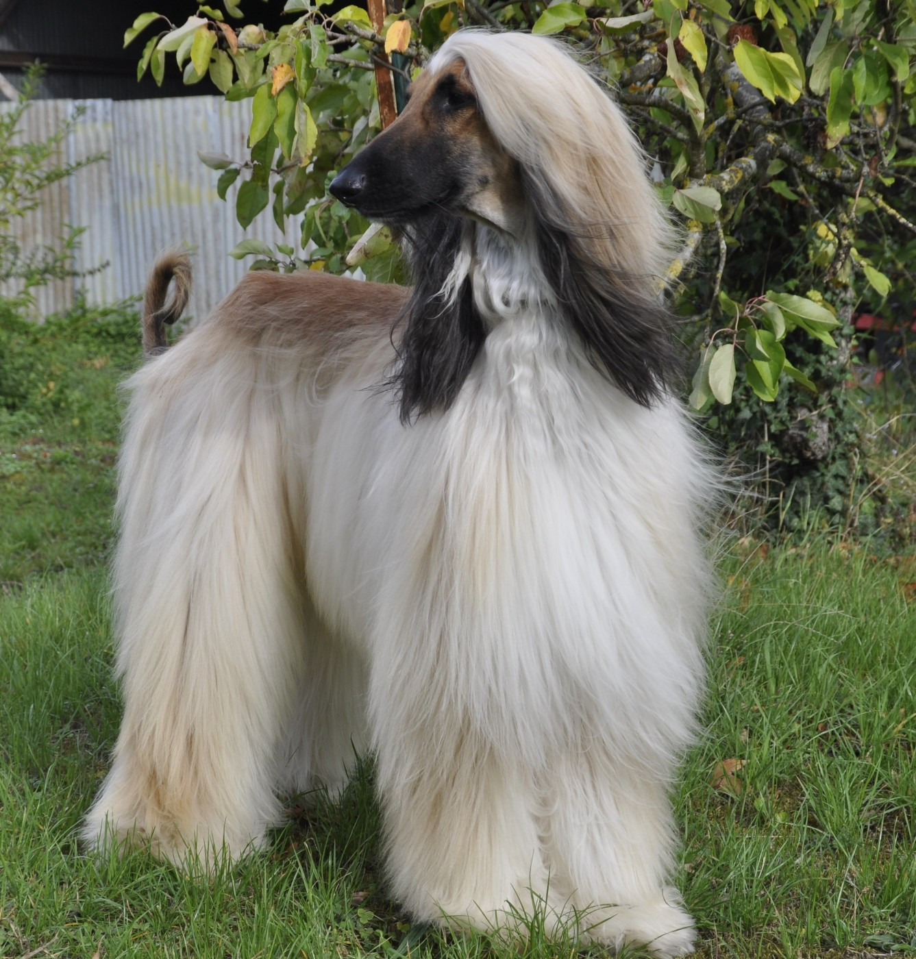 CH. khau carreras J.rio