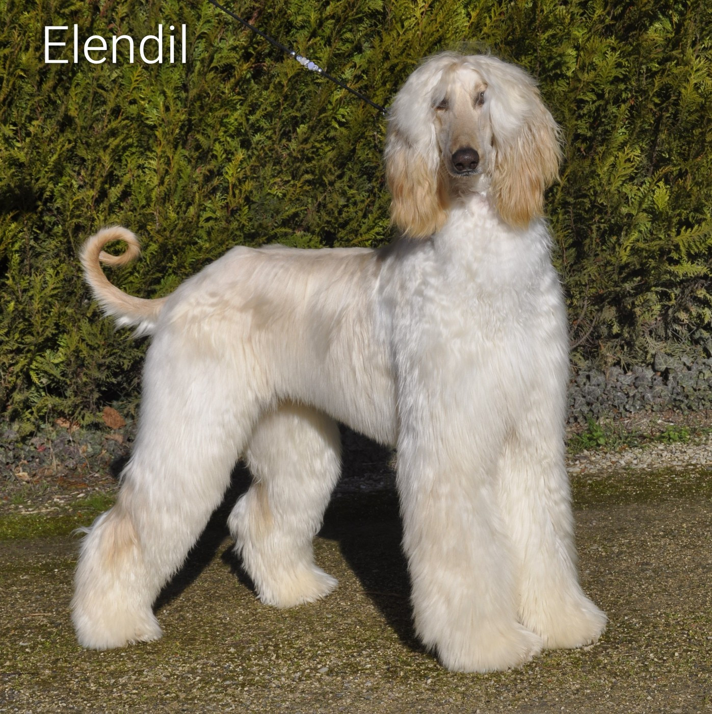 Velendil le seigneur Du chemin des dames imperiales