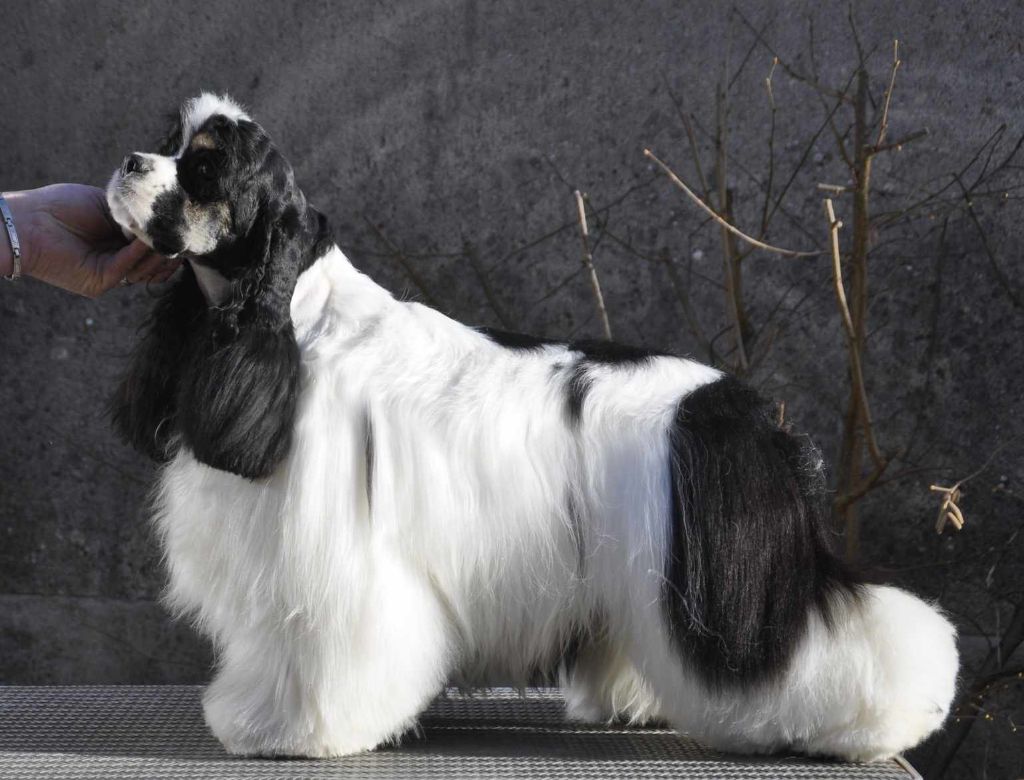 Jch.une histoire sans fin Du chemin des dames imperiales