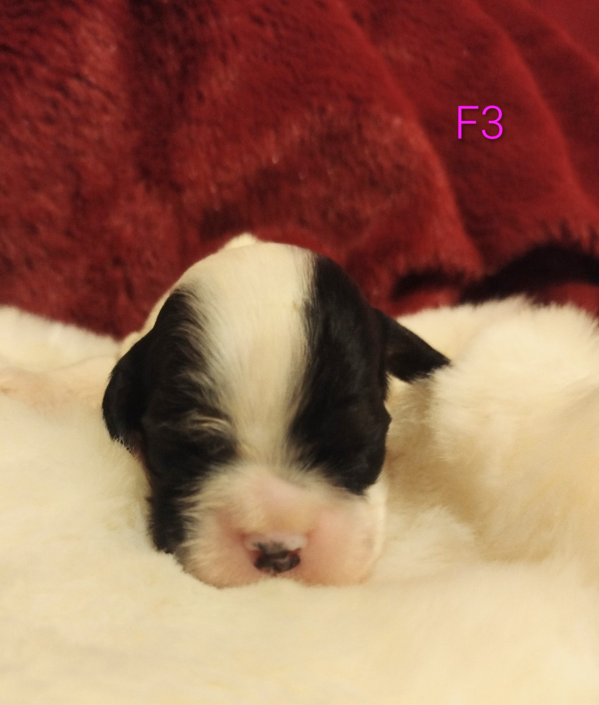 Du chemin des dames imperiales - Chiots disponibles - American Cocker Spaniel