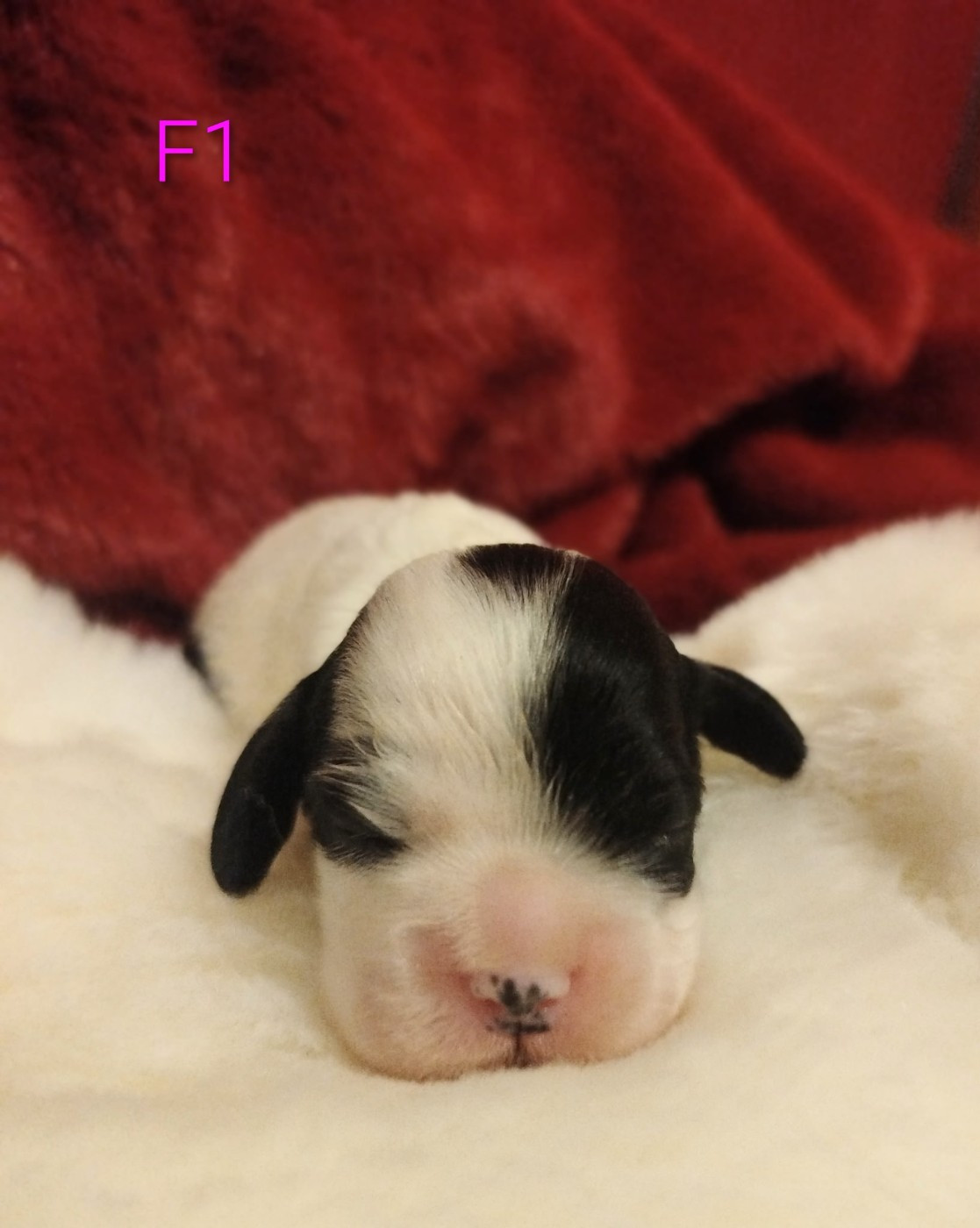 Du chemin des dames imperiales - Chiots disponibles - American Cocker Spaniel