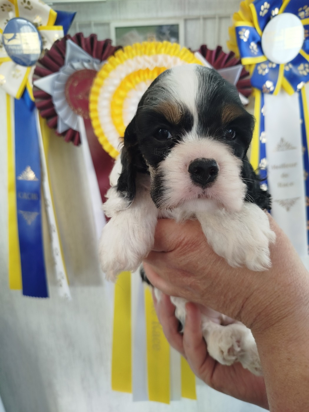 Du chemin des dames imperiales - Chiots disponibles - American Cocker Spaniel