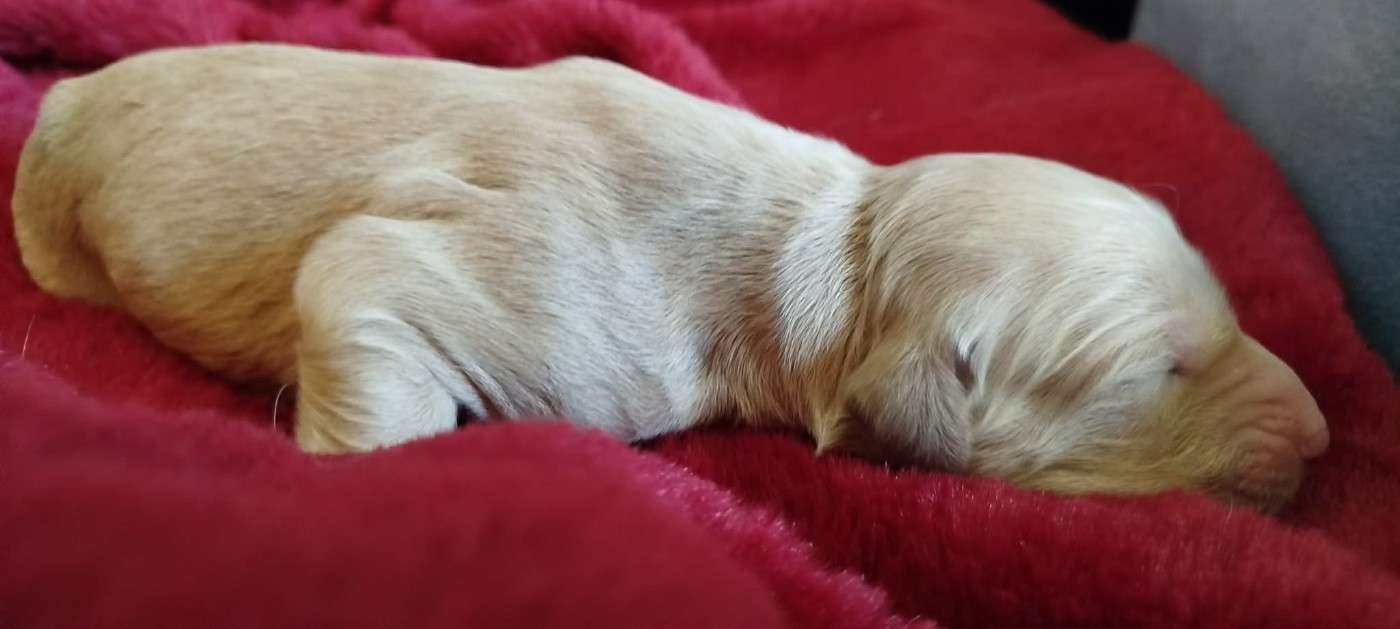 Du chemin des dames imperiales - Chiots disponibles - Levrier afghan