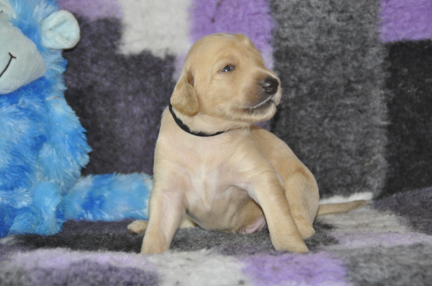 Du chemin des dames imperiales - Chiots disponibles - Levrier afghan