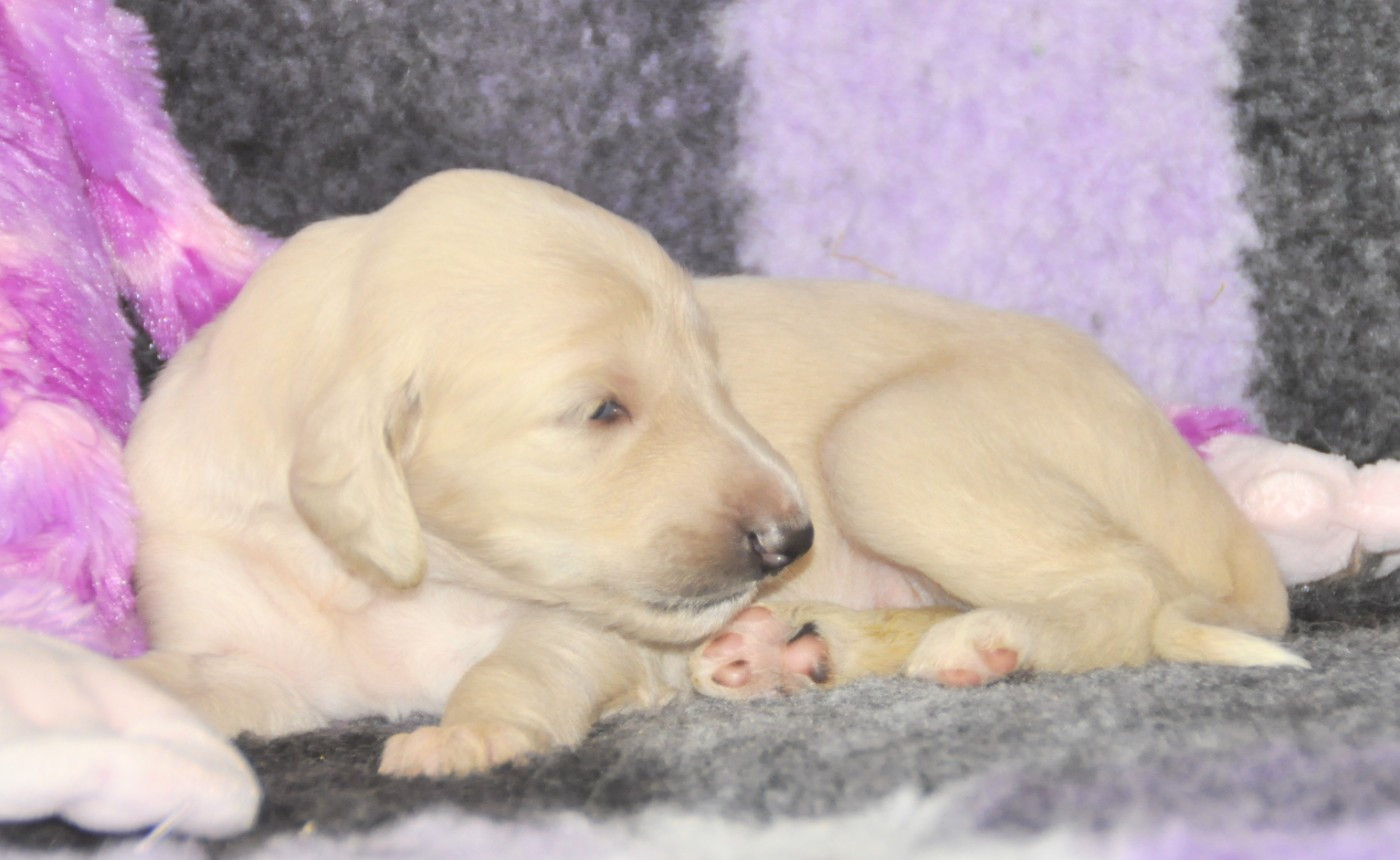 Du chemin des dames imperiales - Chiots disponibles - Levrier afghan