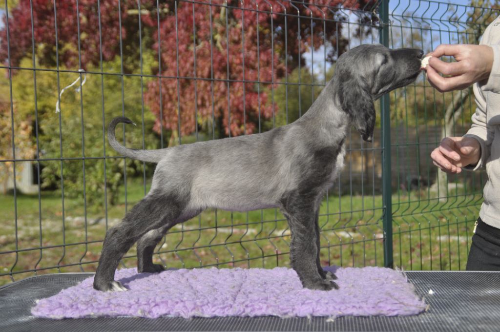 Du chemin des dames imperiales - Chiots disponibles - Levrier afghan