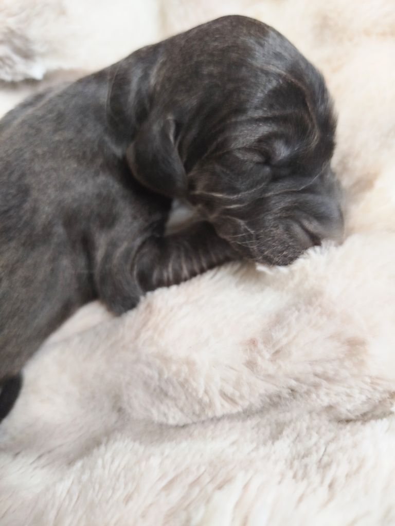 Du chemin des dames imperiales - Chiots disponibles - Levrier afghan