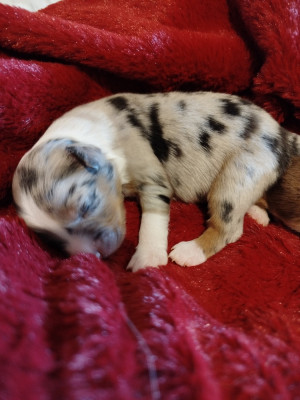 CHIOT 1