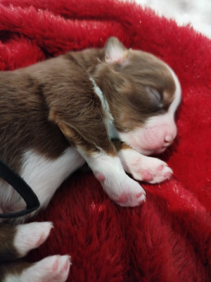 CHIOT 2