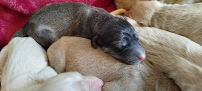CHIOT 1
