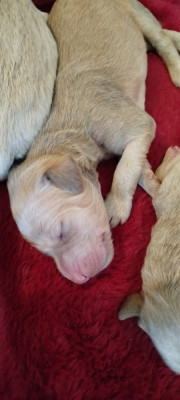 CHIOT 2