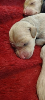 CHIOT 4