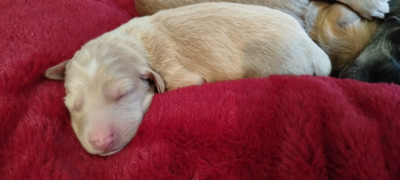 CHIOT 5