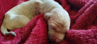 CHIOT 6