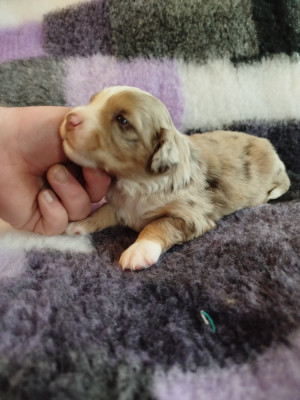 CHIOT 4