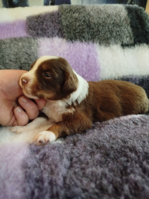 CHIOT 2