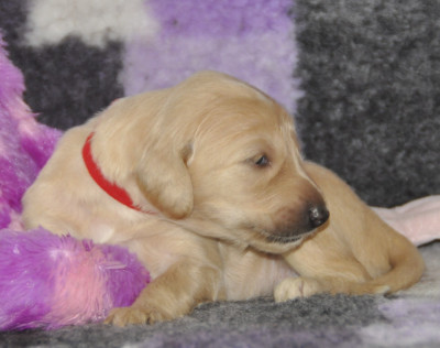 CHIOT 6
