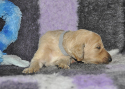 CHIOT 9