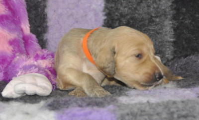 CHIOT 2