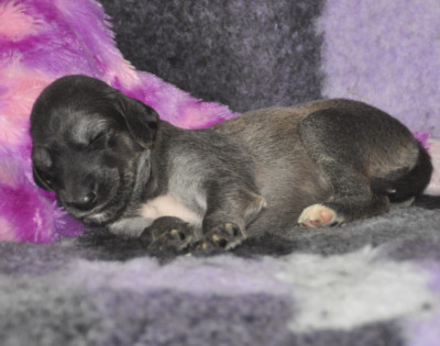 CHIOT 1