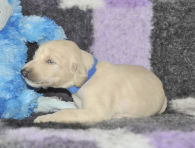CHIOT 8