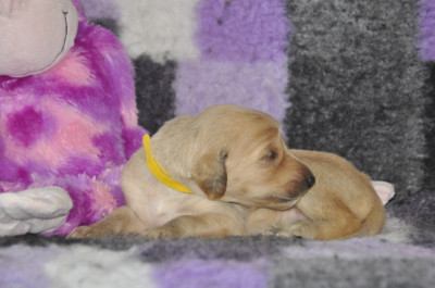 CHIOT 5