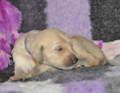 CHIOT 4