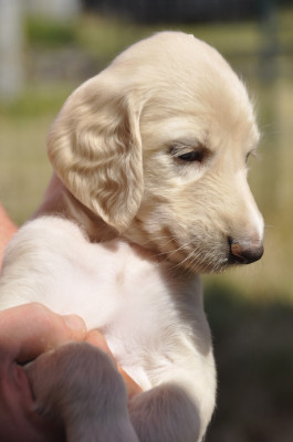 CHIOT 3