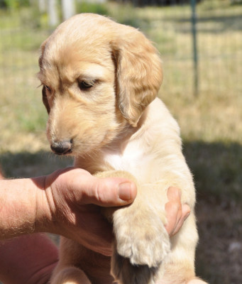 CHIOT 7