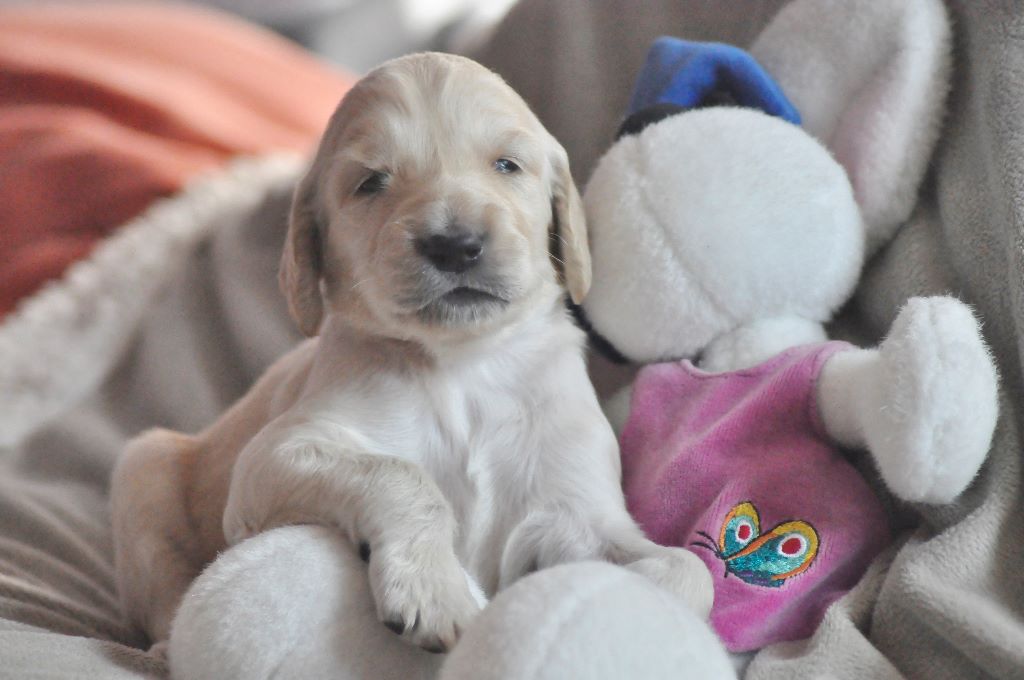 CHIOT